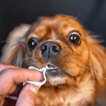 Cargar imagen en el visor de la galería, Toallitas para higiene dental Tipo dedal - DogsLife