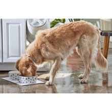 Cargar imagen en el visor de la galería, Plato cerámico "Dog Faces" para mascota - Grande